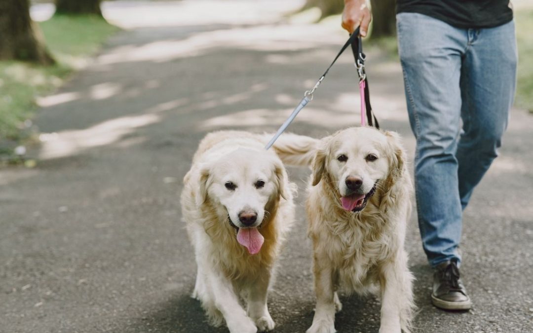 Leishmaniosi: la guida dedicata alla patologia di Clinica Veterinaria del Parco