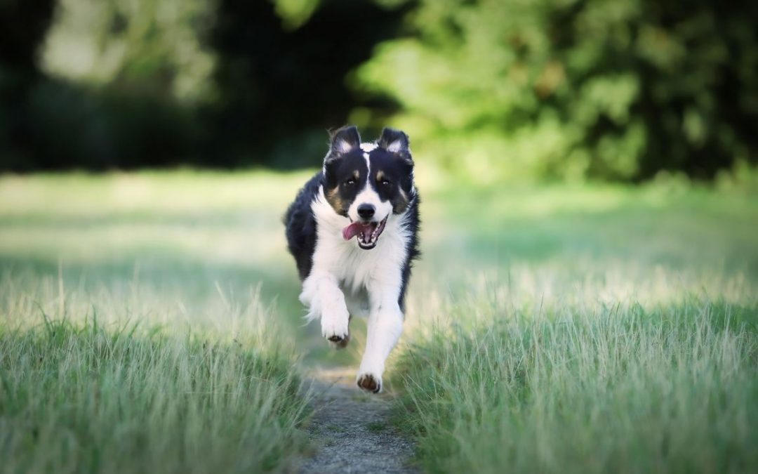 Movimentazione di animali in Italia e all’estero: informazioni utili