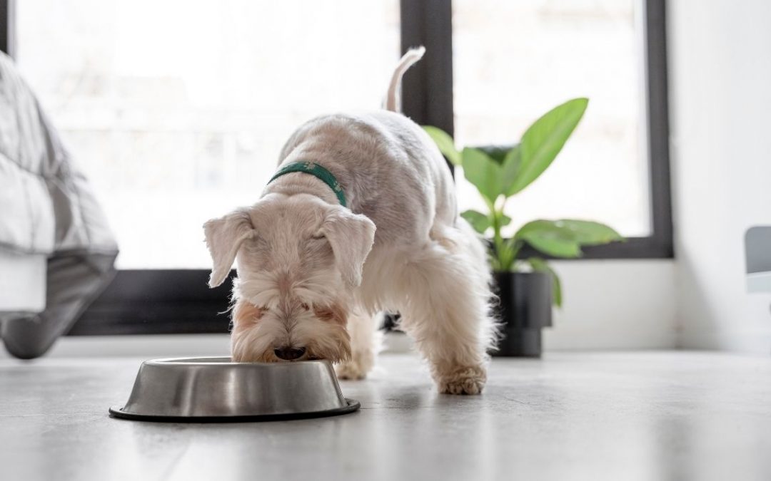 2021-11-Clinica-Veterinaria-del-Parco-Alimentazione-Casalinga-Cane