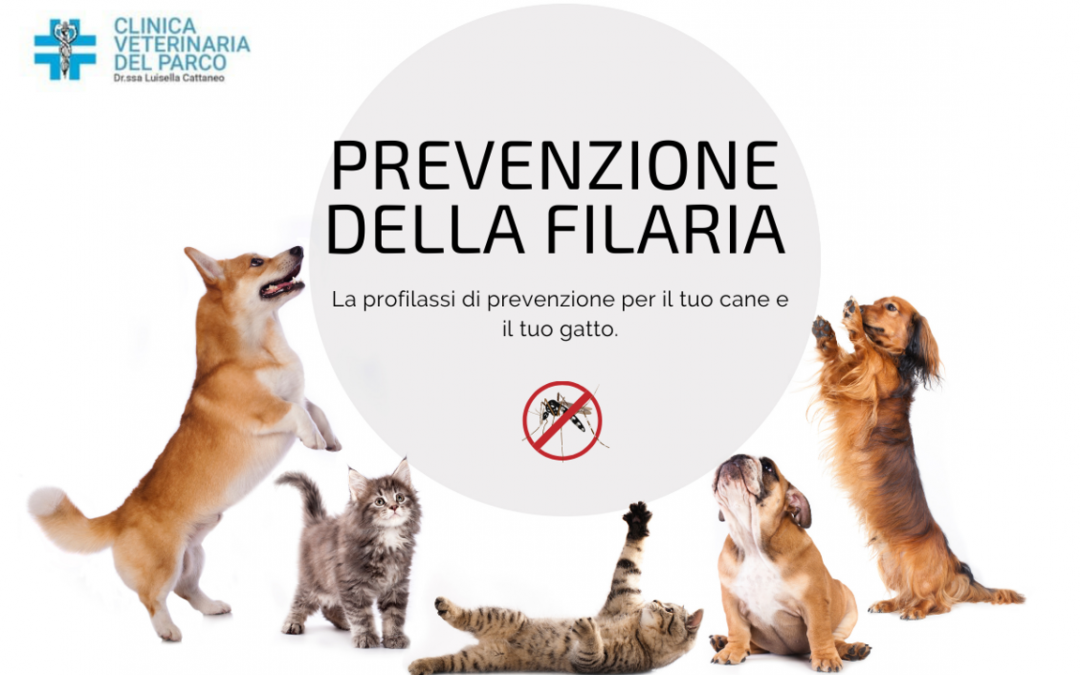 La stagione della filaria: la profilassi di prevenzione per cani e gatti