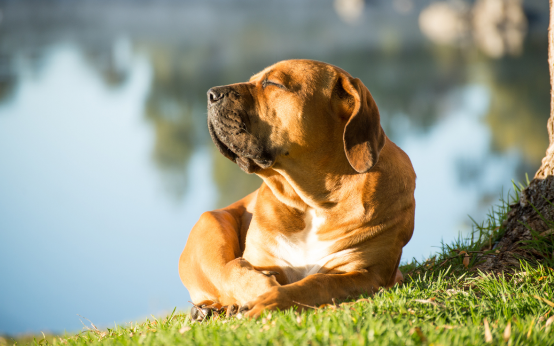 I cani soffrono il caldo? Sintomi e prevenzione del colpo di calore nel cane