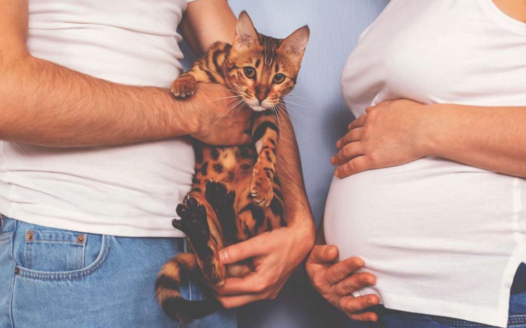 Toxoplasmosi e gravidanza: c’è pericolo per le donne incinte?