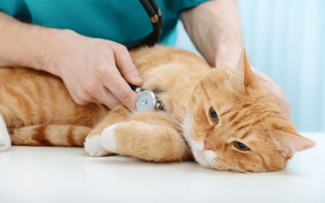 Gatto dal veterinario: quando fare la visita annuale