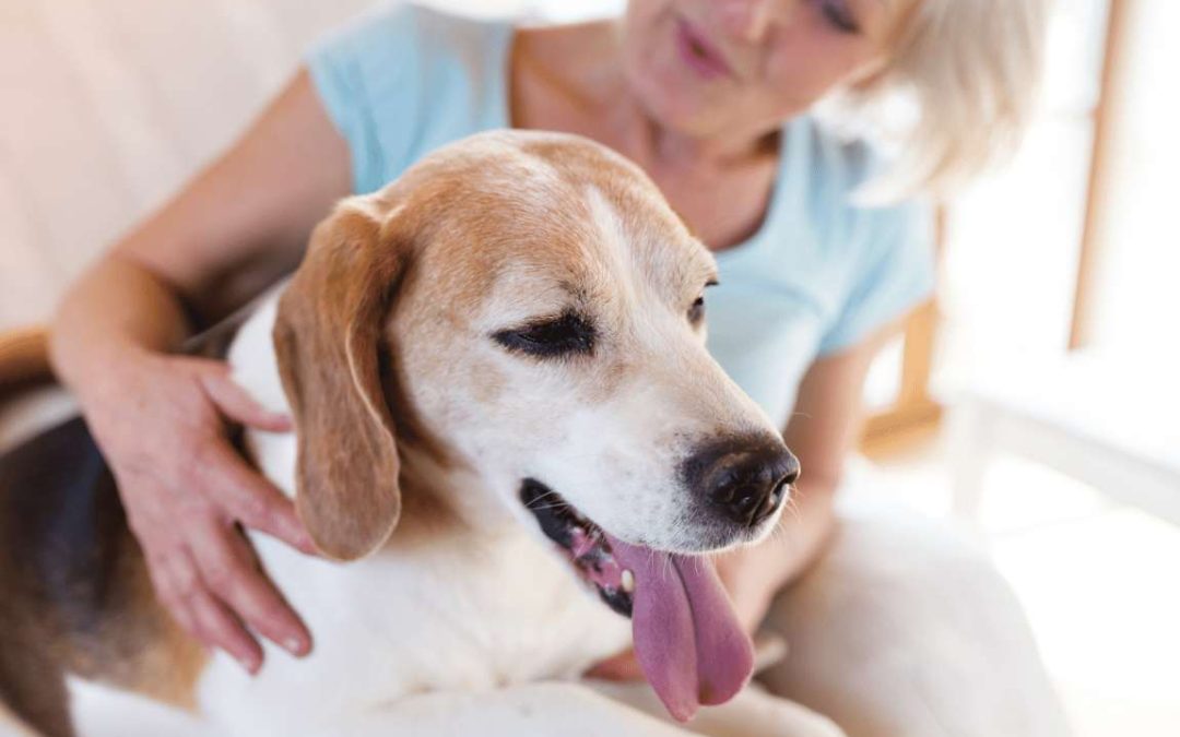 disfunzione cognitiva nel cane anziano