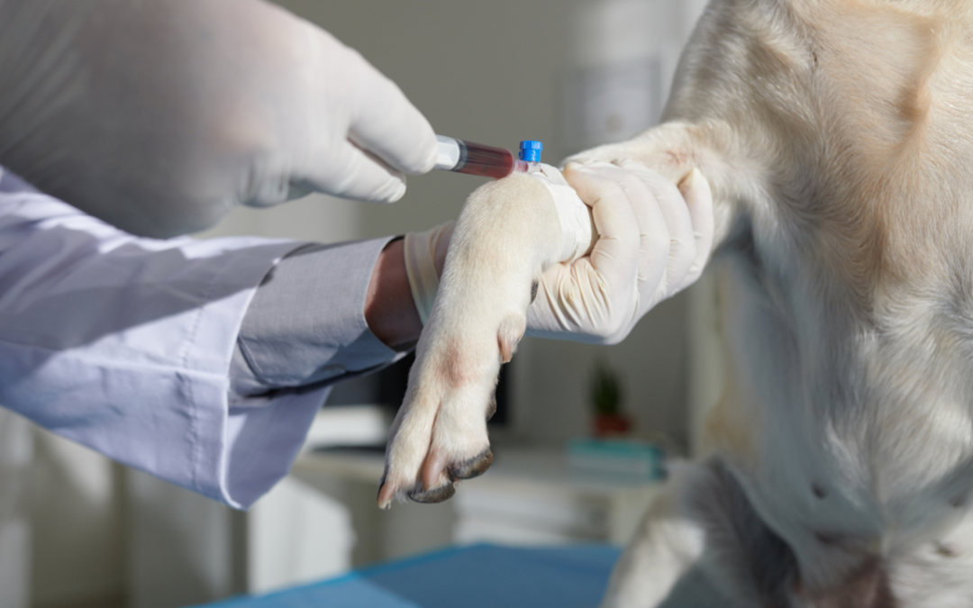 Esami del sangue immediati presso la nostra clinica veterinaria