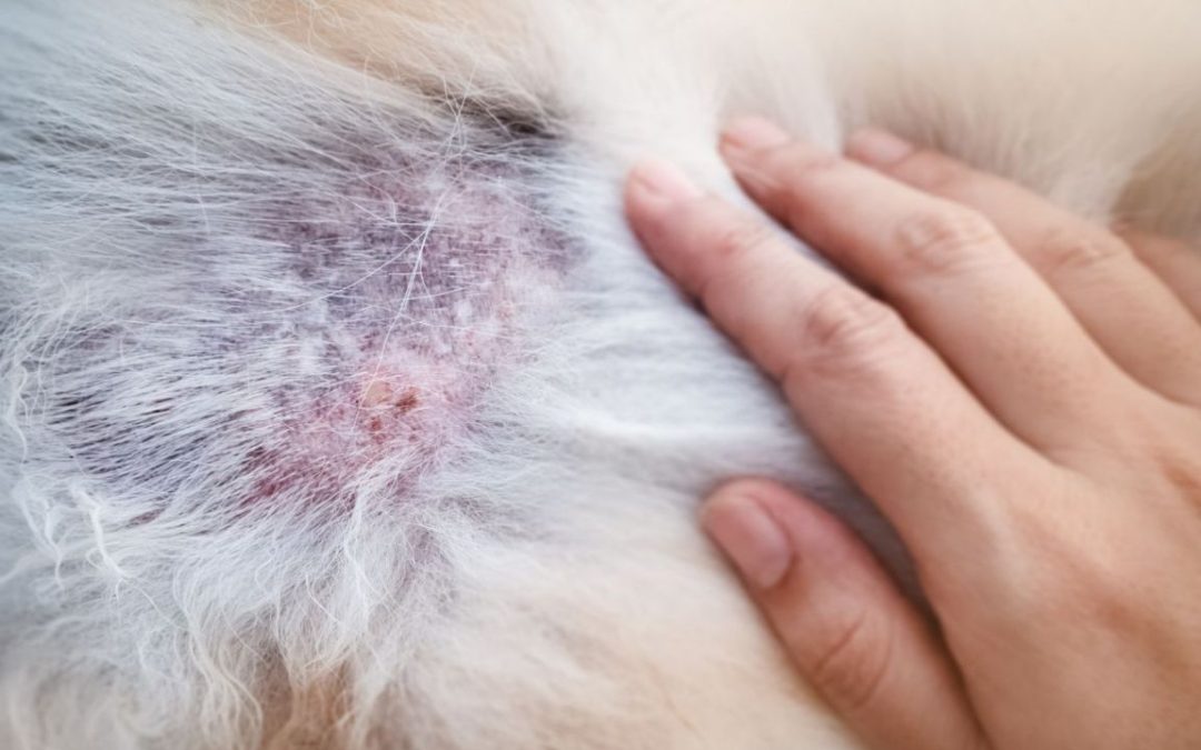 Dermatologia veterinaria: l’importanza di una visita per il tuo animale