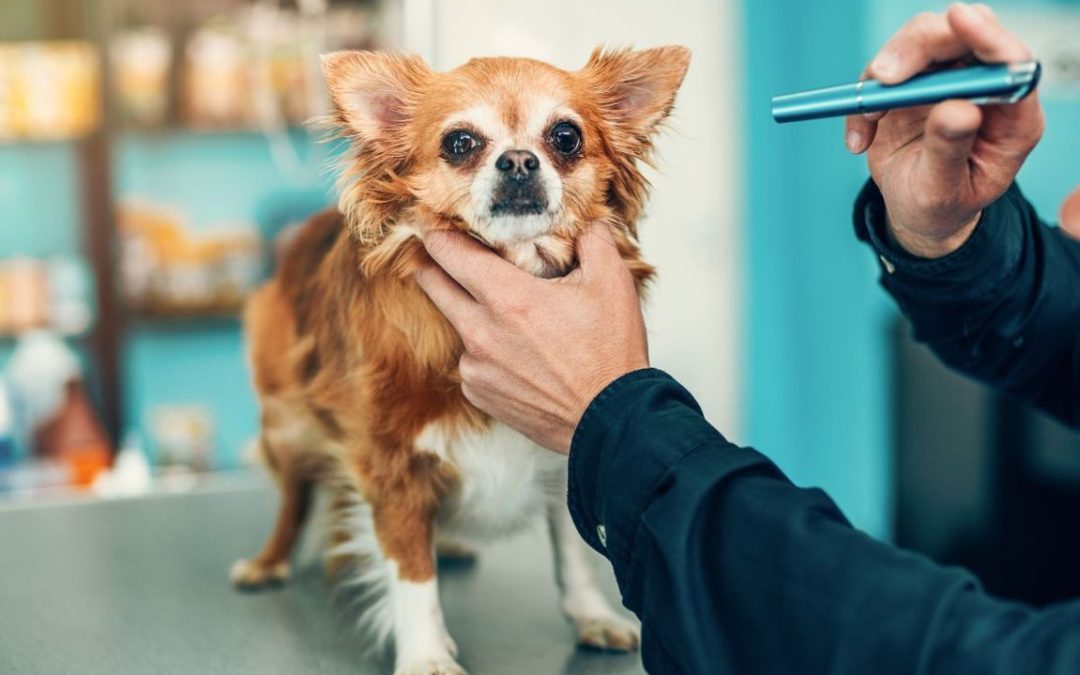 Come si svolge una visita oculistica veterinaria