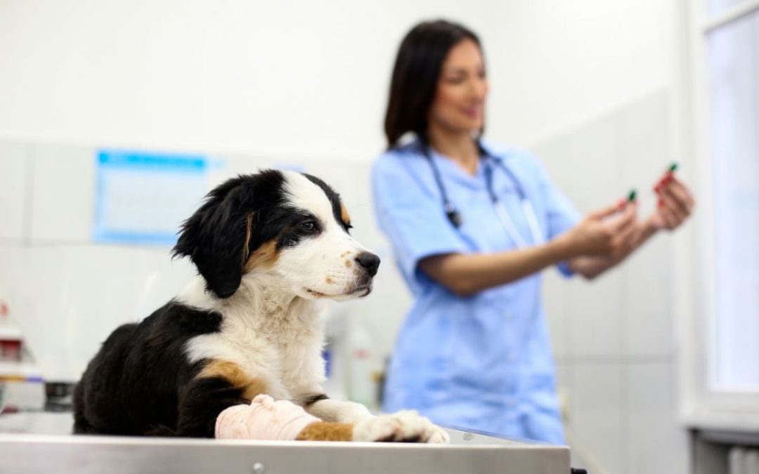 In cosa consiste l’esame citologico veterinario?