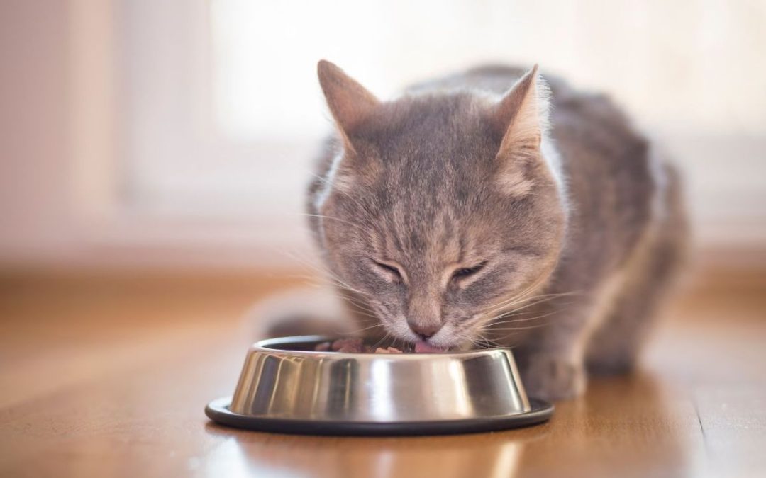 Alimentazione del gatto: quanto, quando e cosa evitare