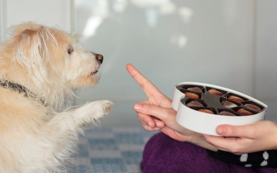 Cioccolato al cane: perché fa male