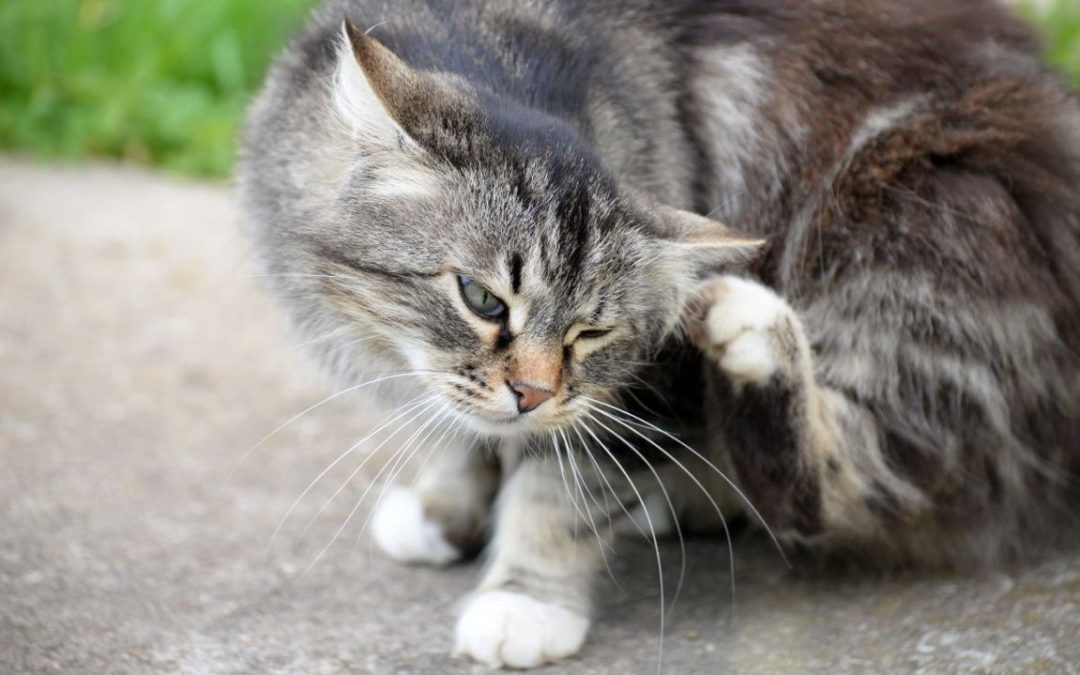 Pulci nel gatto: come riconoscere e come trattarle