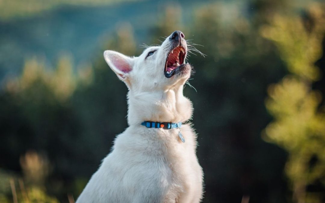 Allergie dei cani: una guida ai sintomi