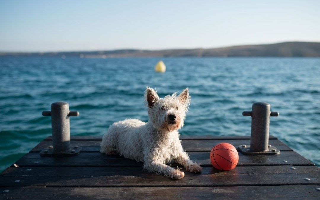 animali in vacanza