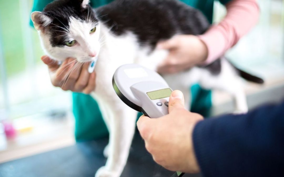 Microchip per cani e gatti: tutto quello che devi sapere