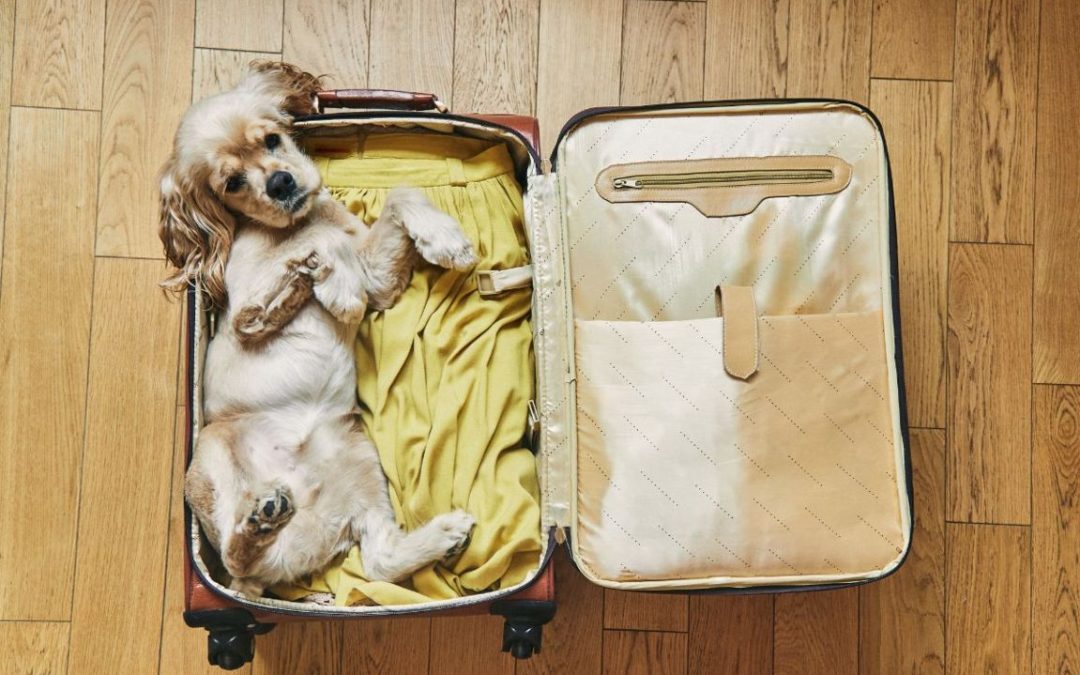 Animali in viaggio: i nostri consigli per un viaggio sicuro e felice