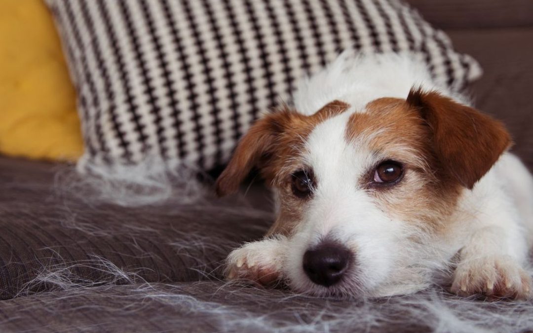 Il mio cane perde troppo pelo: perché e cosa fare