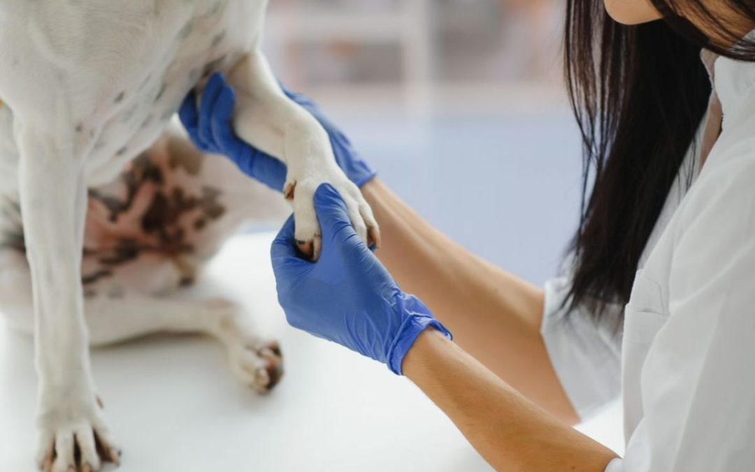 Ortopedico per cani: quando rivolgersi al professionista