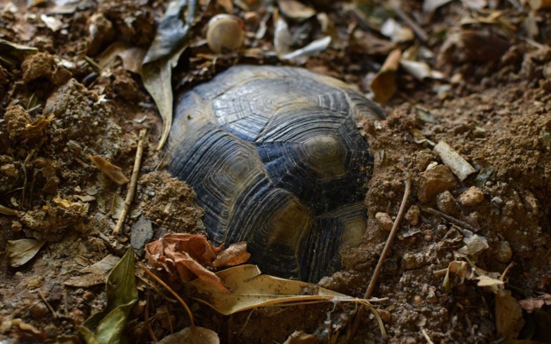 Tutto quello che devi sapere sul letargo delle tartarughe