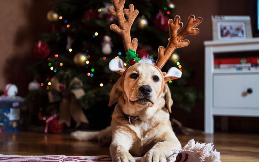 I cibi vietati ai cani durante questo Natale