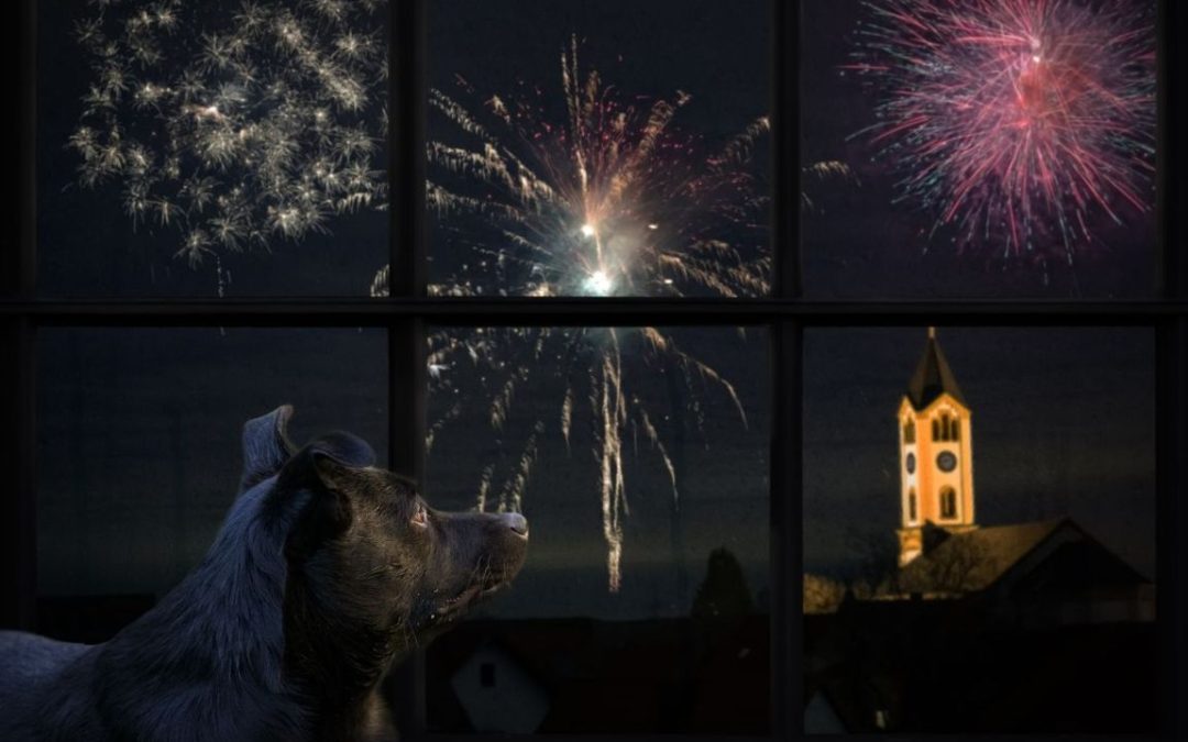 paura di cani e gatti durante i fuochi d'artificio