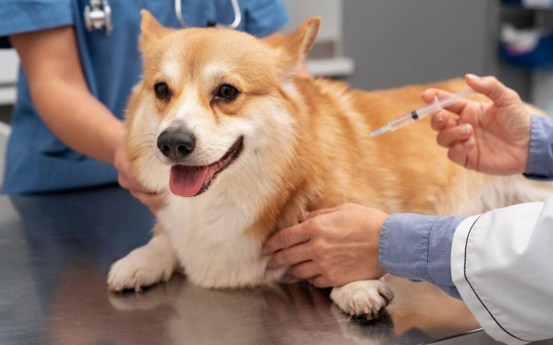 Diabete nel cane: sintomi, cause e cure