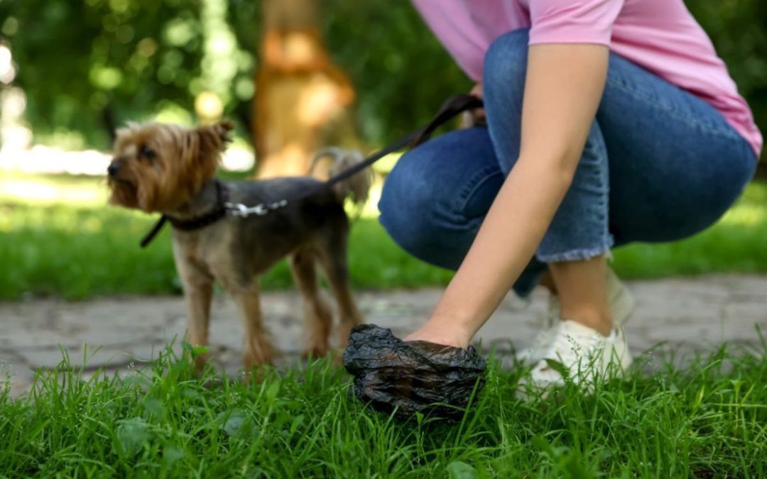 L’importanza di raccogliere le feci del cane durante la passeggiata