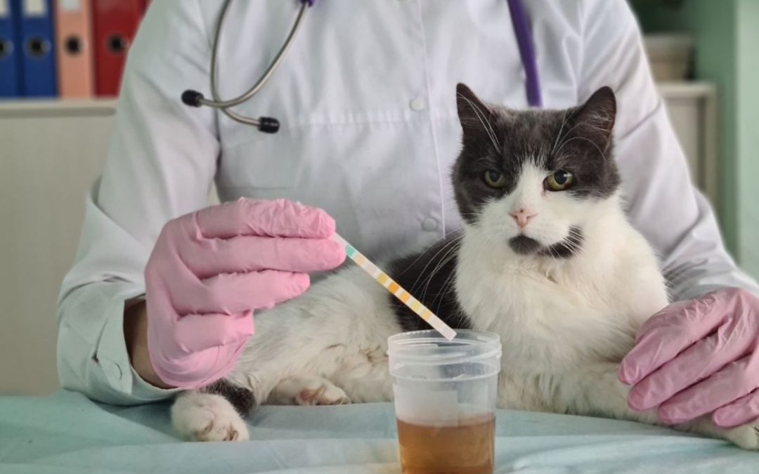 Esami urine gatto: quando farle per il benessere dell’apparato