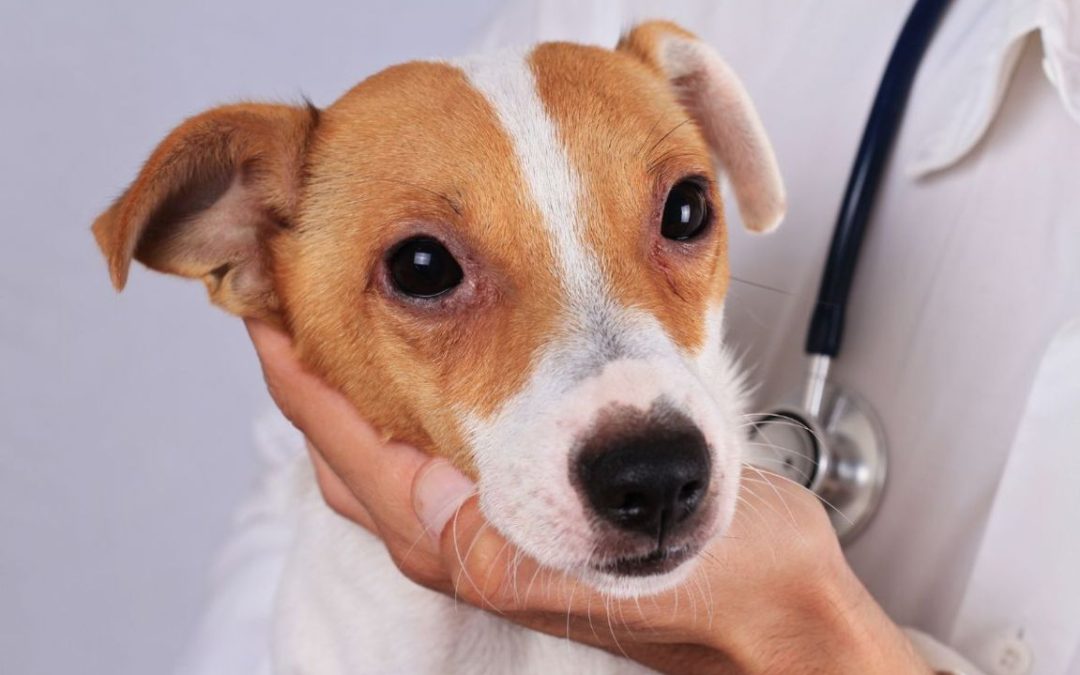 Allergie nel cane: come si riconoscono e come si curano