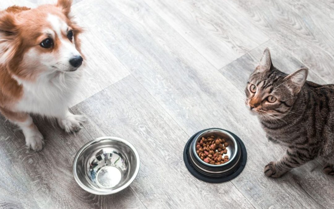 Alimentazione del Cane e del Gatto: Consigli per una Dieta Sana e Bilanciata