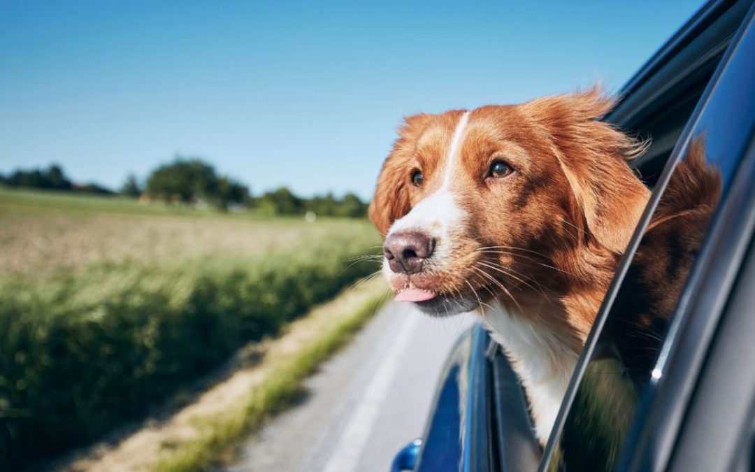 Viaggiare con il tuo animale domestico: cosa fare per un viaggio sicuro e sereno