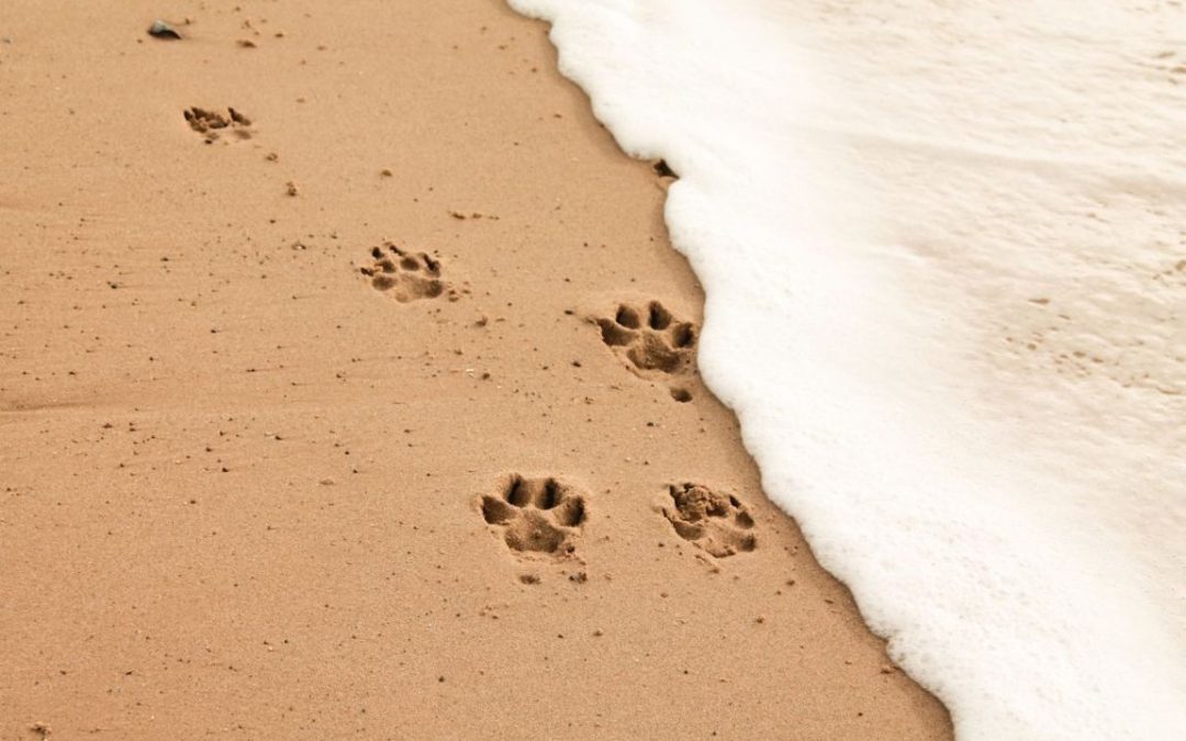 Estate a quattro zampe: come portare il tuo cane in spiaggia