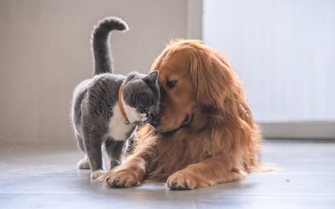 Sterilizzare cane e gatto: perché farlo