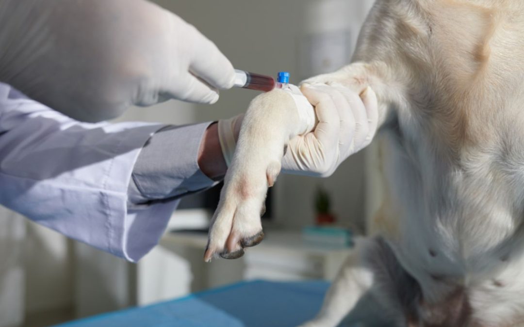 Citologia Ematologica: Il Sangue Racconta la Salute del Tuo Animale