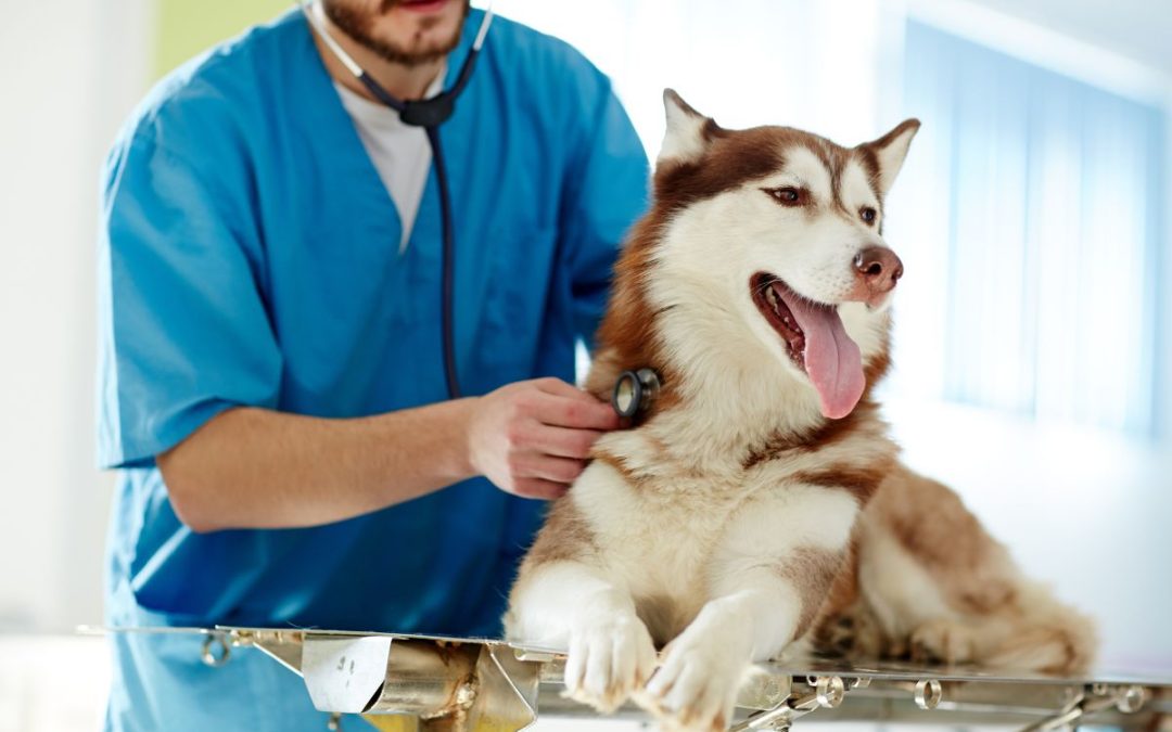 Il check-up veterinario annuale del tuo cane